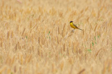 Motacilla tanecikleri buğday tarlasında