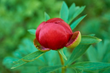 Romanya 'nın ormanlık kesiminde güzel bir peeonia peregrina