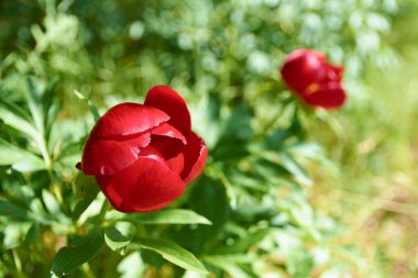Romanya 'nın ormanlık kesiminde güzel bir peeonia peregrina