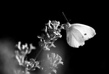 Güzel issoria lathonia çiçeklerden polen topluyor.