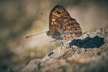Güzel issoria lathonia çiçeklerden polen topluyor.