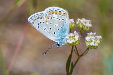 Güzel issoria lathonia çiçeklerden polen topluyor.