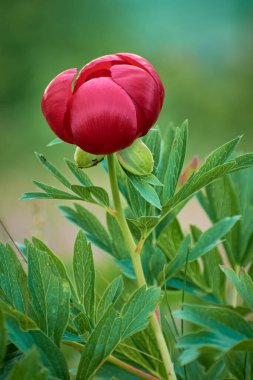 beautiful Paeonia peregrina in the forest, Romania clipart