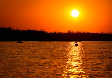 Pelecanus onocrotalus Tuna Deltasında suyun kenarında