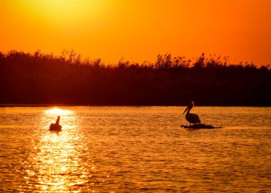 Pelecanus onocrotalus Tuna Deltasında suyun kenarında