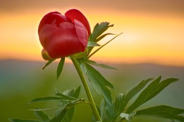 beautiful Paeonia peregrina in the forest, Romania clipart