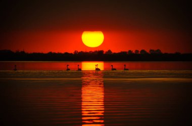 sunset with cygnus olor on the lake in the Danube Delta clipart