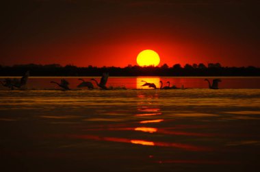 sunset with cygnus olor on the lake in the Danube Delta clipart