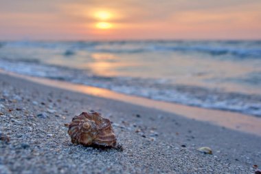 Karadeniz sahilinde deniz kabuklarıyla gün doğumu
