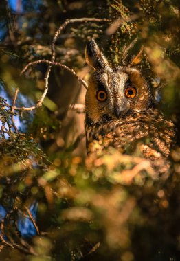 Asio otus güneş ışığında doğal yaşam alanında.