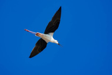 beautiful Himantopus himantopus in flight clipart