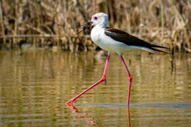 beautiful Himantopus himantopus looking for food clipart