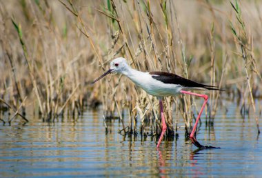 Güzel Himantopus himantopus yiyecek arıyor.