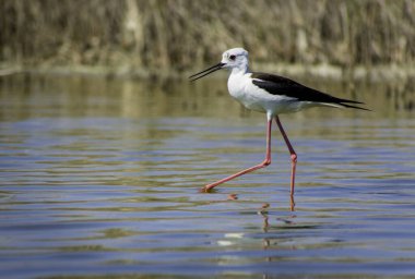 beautiful Himantopus himantopus looking for food clipart