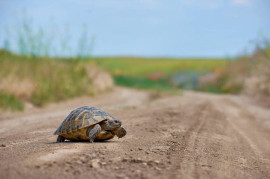 turtle looking for food in the summer clipart