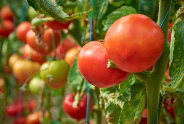 tomatoes ripened in the greenhouse 6 clipart