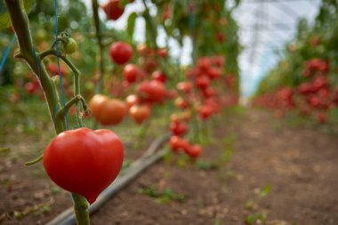 Serada olgunlaşmış domatesler 44