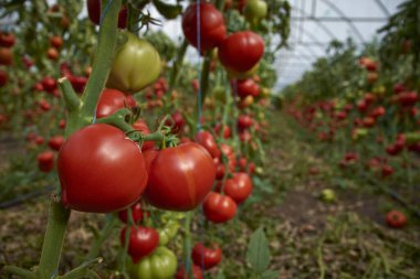 tomatoes ripened in the greenhouse 88 clipart