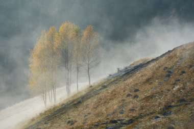 birches in the fog clipart