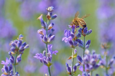 Arı lavanta çiçeğinden polen topluyor