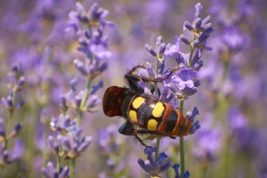 insects on lavender flowers in summer 2 clipart