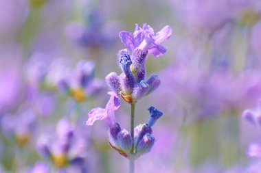 beautiful lavender flowers in summer 31 clipart