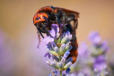 insects on lavender flowers in summer 4 clipart