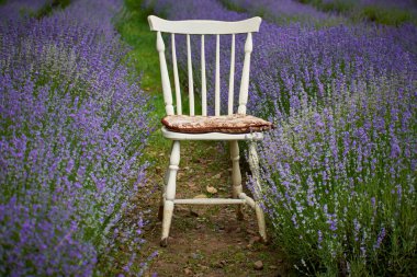 beautiful lavender flowers in summer 25 clipart