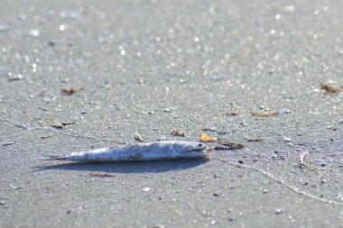 Kumsalda ölü ançüez