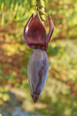 Lefkada adasında meyveli muz ağacı