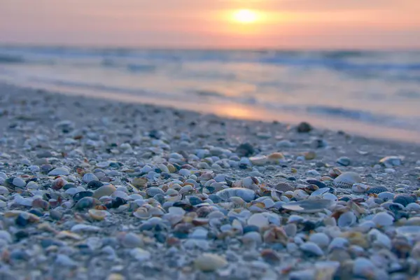 Karadeniz sahilinde deniz kabuklarıyla gün doğumu
