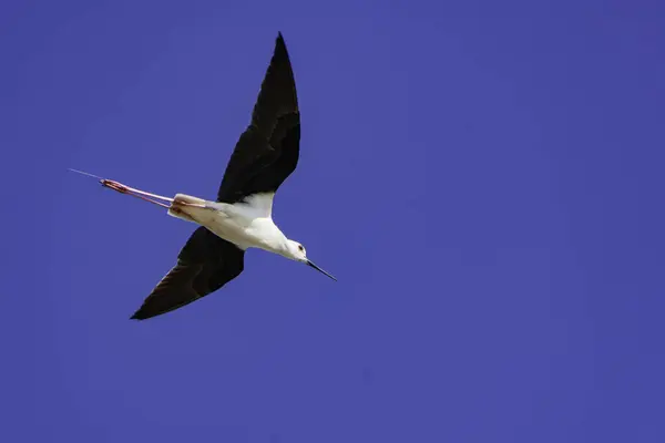 Güzel Himantopus uçarken