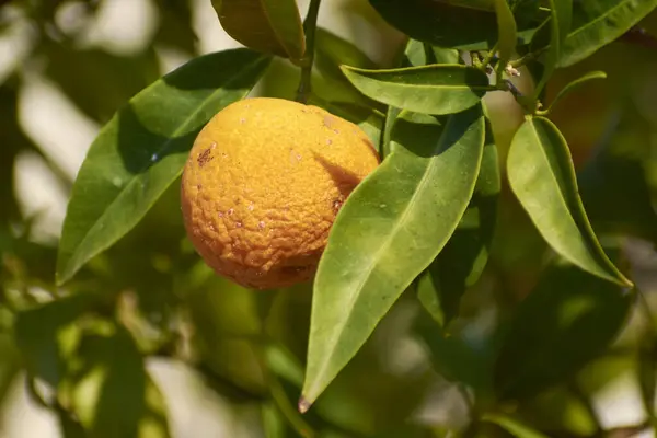 Lefkada 1 adasında mandalina meyvesi