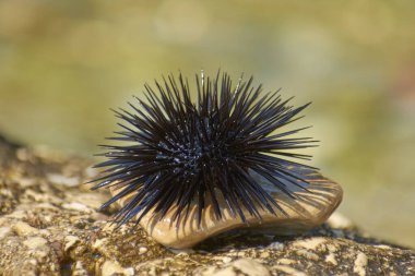 sea urchins bask in the sun on a rock 1 clipart