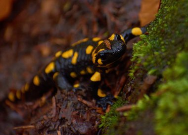 autumn salamander in the forest standing on the tree trunk clipart