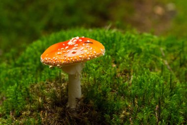 Ormandaki güzel Amanita muscaria