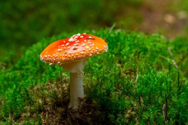 Ormandaki güzel Amanita muscaria