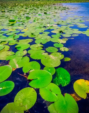 Tuna deltasının göllerinde beyaz nilüferler.