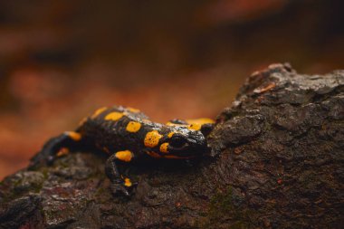 Ormanda sonbahar semenderi Ağaç gövdesinde duruyor
