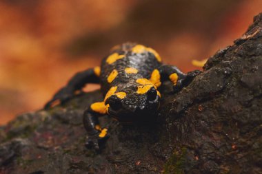 Ormanda sonbahar semenderi Ağaç gövdesinde duruyor