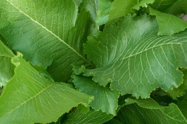 Bahçede yabanturpunun yeşil yaprakları (Armoracia rusticana)