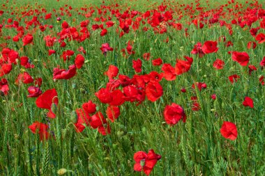 Kırmızı gelincik çiçekleri (Papaver rhoeas) baharda tarlada çiçek açıyor