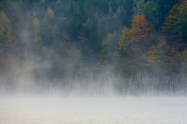 Sis ve ağaçlarla kaplı sonbahar manzarası Cuejdel Gölü 'ndeki suya yansıyor.