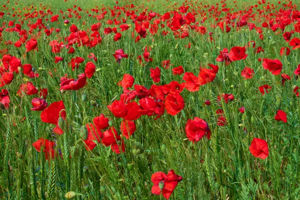 Kırmızı gelincik çiçekleri (Papaver rhoeas) baharda tarlada çiçek açıyor