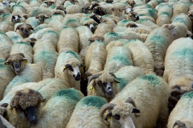 Heep sürüsü. Koyun sürüsü koyun ağılında süt sağmaya hazırlanıyor..