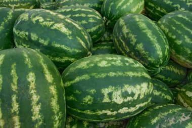 Meyve ve sebze pazarında taze karpuzlar