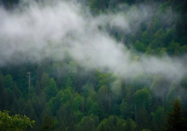 Sisli doğa ormanında sis