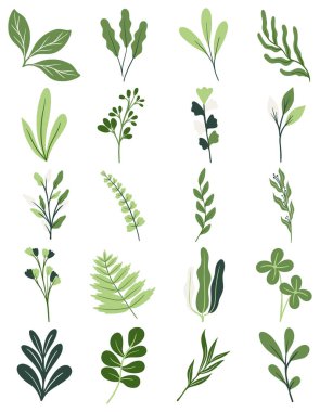 Botanik Yaprakları Çizim Seti