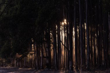 Ürkütücü bir ormanda gün ışığı