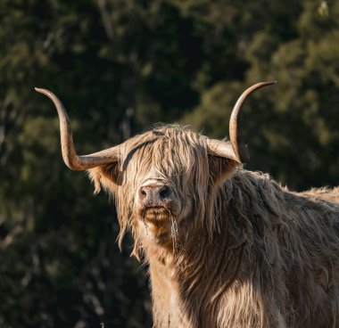 İskoç öküzü gün batımına bakıyor.